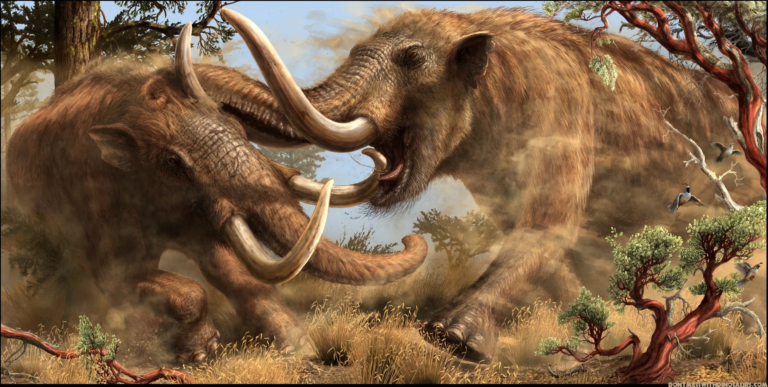 Introducing the Pacific Mastodon — Western Science Center
